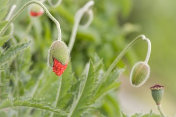 Beautiful and delicate poppy buds about to bloom in soft setting