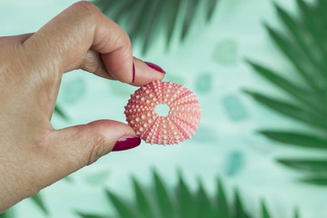 Hand Holding Single Pink Sea Urchin