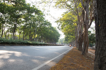 Summer park road
