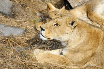 The lion