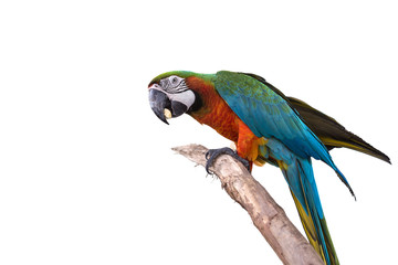 Close up colorful  parrot macaw isolated on white