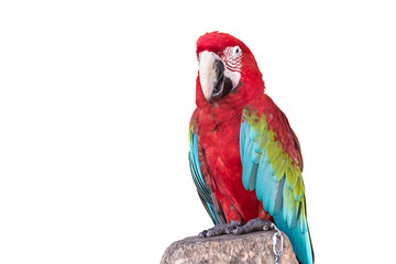 Close up colorful  parrot macaw isolated on white