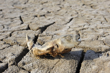 In dry dead fish on the ground