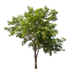 Obraz premium Isolated tree on white background