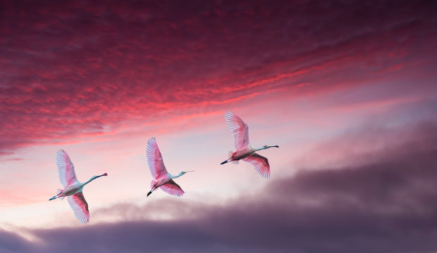 Pink birds against beautiful dramatic sky panoramic view