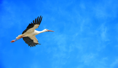 White stork against blue sky