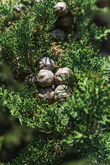 thuja with cones in sunny day