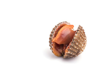Raw blood cockle isolated on white background