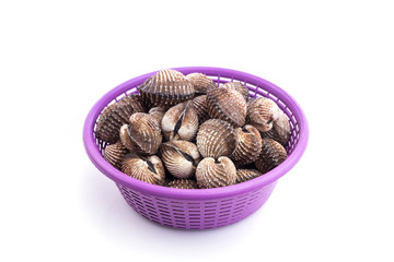 Raw blood cockle isolated on white background