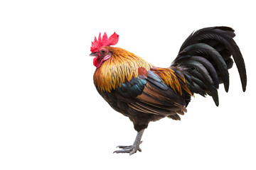 Junglefowl, Beautiful chicken isolated on white