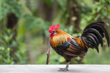 Beautiful chicken in the nature of Thailand