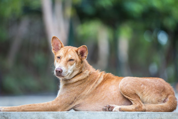 Brown dog laying on cement platform
