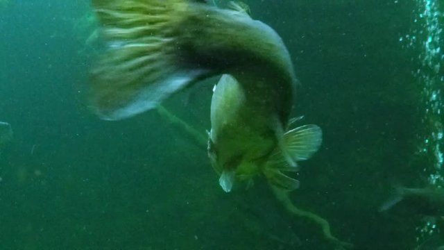 Huge Walleye, Zander or Pike-perch (Sander lucioperca). Underwater video of fresh water fish. Animals in nature.