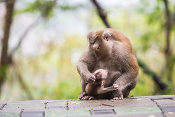 Mother monkey with monkey baby