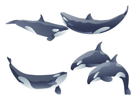 set of cartoon killer whales show on white. vector illustration