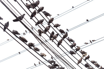 Group of pigeon on an electric wire isolated on white
