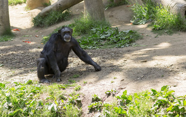 Portrait of an adult black monkey. Big Chimpanzee sitting on a meadow. 
