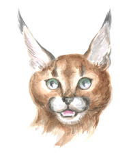 Image of a thoroughbred Caracal cat. Watercolor painting.