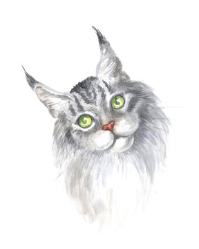 Image of a thoroughbred silver tabby Maine Coon cat. Watercolor painting.