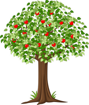 Green Apple tree full of red apples isolated

