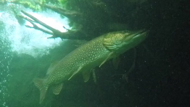 Big Northern Pike (Esox Lucius). Underwater video of fresh water fish. Animals in nature.