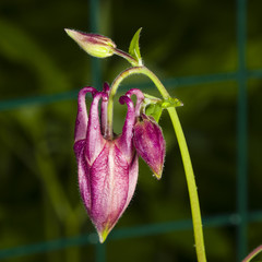 Red flower buds of European or Common columbine, Aquilegia vulgaris, with bokeh background close-up, selective focus, shallow DOF