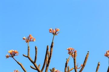 Plumeria on blue sky
