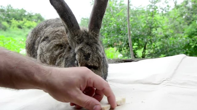 Man gently stroking and gives rabbit feed