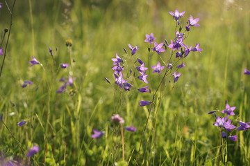Колокольчики в поле