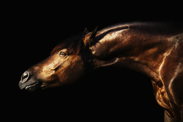 Portrait of a bay horse on a black background