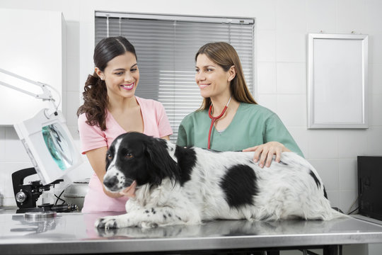 Woman Looking At Border Collie While Standing By Vet