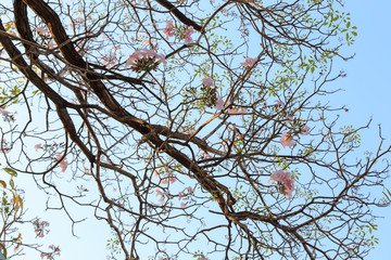 Beautiful blooming pink flower of Tabebuia heterophylla. (Trumpet Tree )
