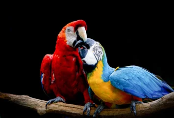 Zelfklevend Fotobehang Two parrot in love, isolated in black background © duydophotography