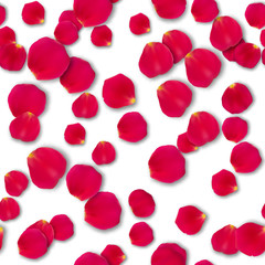 Vector bright roses petals