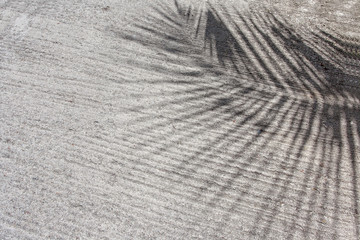 ombre de palme sur route bétonnée aux Seychelles 