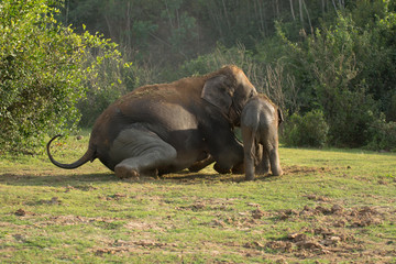 Fototapeta na wymiar Elephant calf