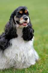 American Cocker Spaniel dog