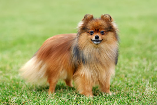 Brown Pomeranian dog