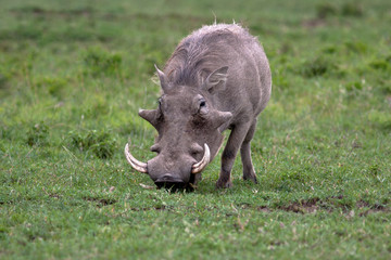 Naklejka na ściany i meble Warthog in national park Nakuru in Kenya