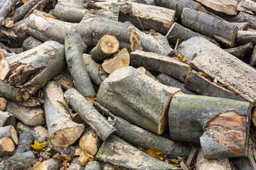 Chopped wood beech trees in the background