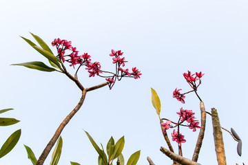 Plumeria on blue sky
