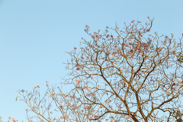 Beautiful blooming pink flower of Tabebuia heterophylla. (Trumpet Tree )
