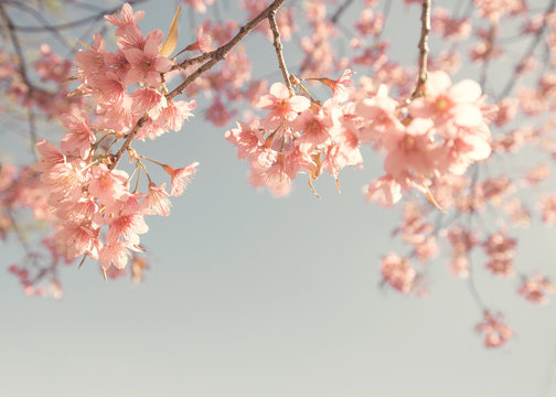 Vintage cherry blossom - sakura flower. nature background