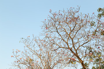 Beautiful blooming pink flower of Tabebuia heterophylla. (Trumpet Tree )
