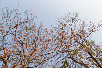 Beautiful blooming pink flower of Tabebuia heterophylla. (Trumpet Tree )

