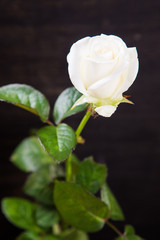 one white rose