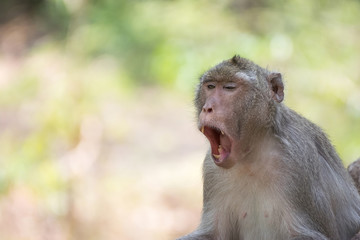Monkey yawn live in nature.
