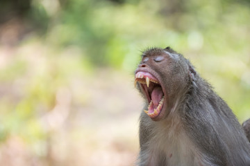Monkey yawn live in nature.