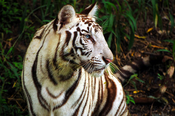 Portrait of Young White Tiger in a Indian Tiger Reserves. The tiger has beautiful blue eyes and it was watching something. The tiger in sharp focus and not looking at camera.