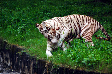 Two White Tigers Plying in a  Indian Tiger Reserves. One white tiger jumping on the other one and in very good mood. 